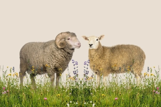 /media/p1jp22ni/jezisek-pro-prirodu_1