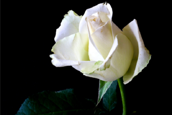 /media/2021/bila-ruze