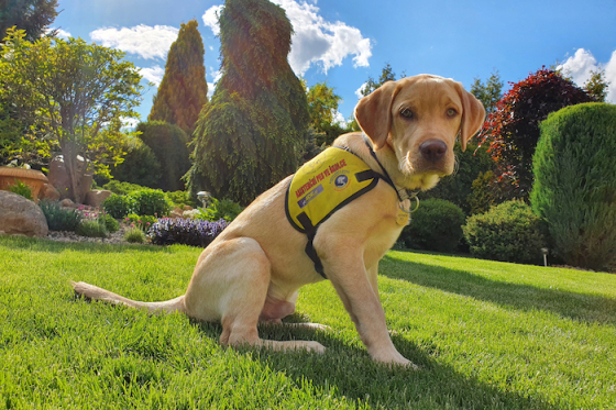 /media/mhwi1yft/výchova-štěňat