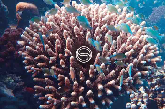 /media/23811/sst_push-for-better_coral