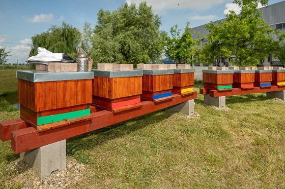 /media/17422/penny_úly_2