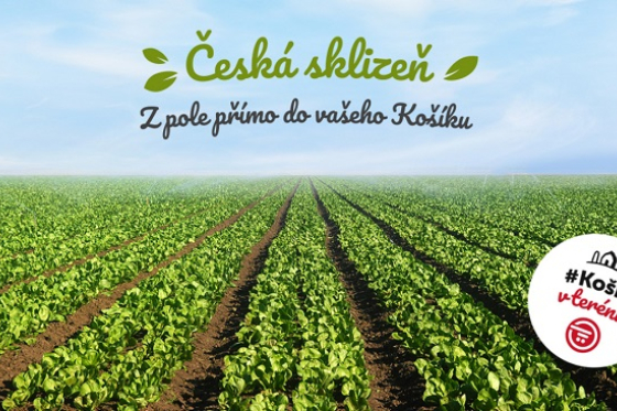 /media/8246/kosik_ceska_sklizen