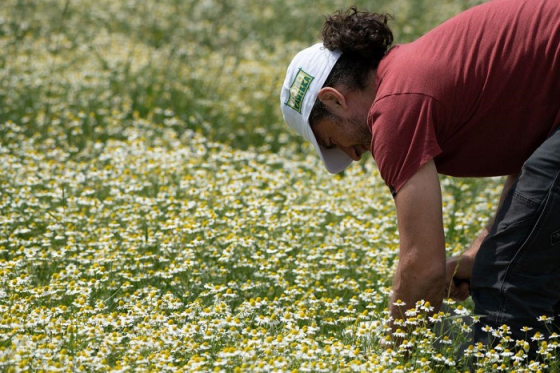 /media/9421/rajec_jannis-samaras_kofola_sběr-heřmánku