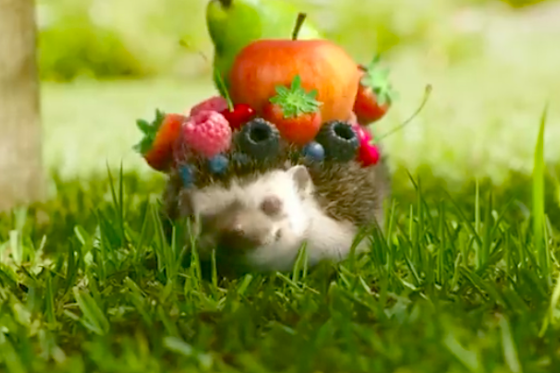 /media/4305/jupi_superovocny