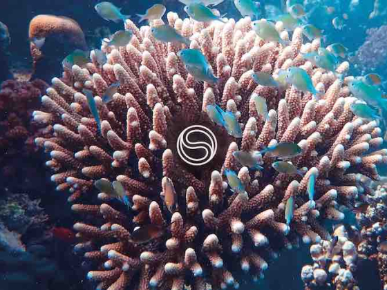/media/23811/sst_push-for-better_coral