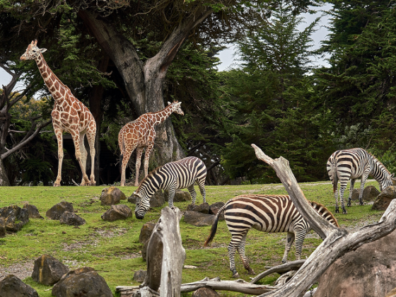 /media/25821/zoo-unsplash