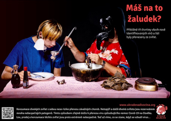 /media/23211/netopýři-a-covid-19_foto-lucie-čižmářová