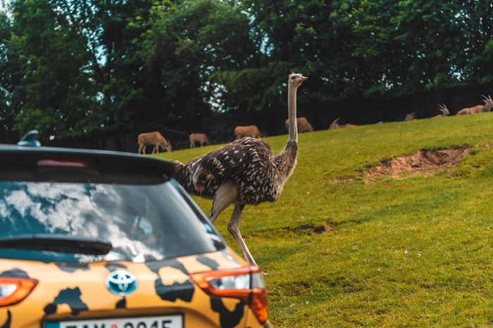 /media/9359/safari_dvurkralove_toyota