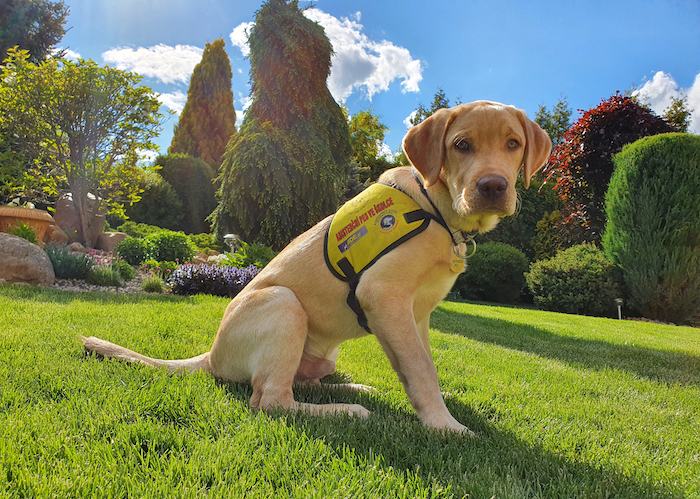 /media/mhwi1yft/výchova-štěňat