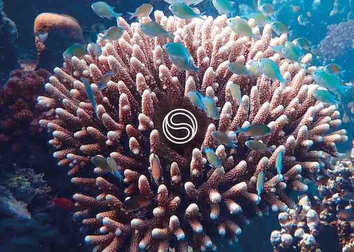 /media/23811/sst_push-for-better_coral