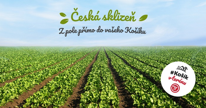 /media/8246/kosik_ceska_sklizen