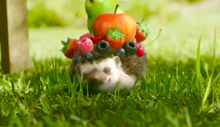 /media/4305/jupi_superovocny